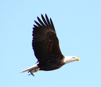 Bald Eagle