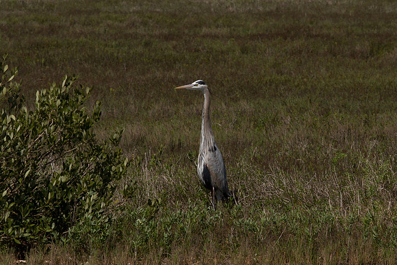 Blue Heron