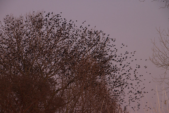 Birds-102