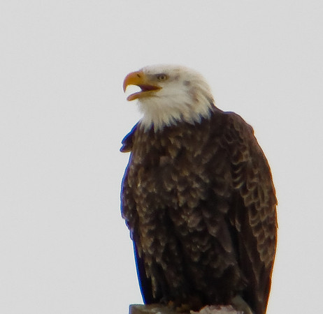 Bald Eagle