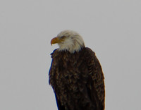 Bald Eagle near Elsah IL !