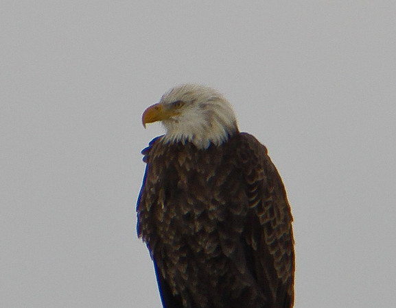 Bald Eagle near Elsah IL !