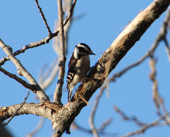 Downy Woodpecker