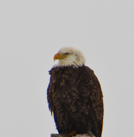 Bald Eagle