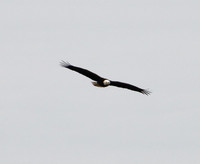 Bald Eagle in Flight