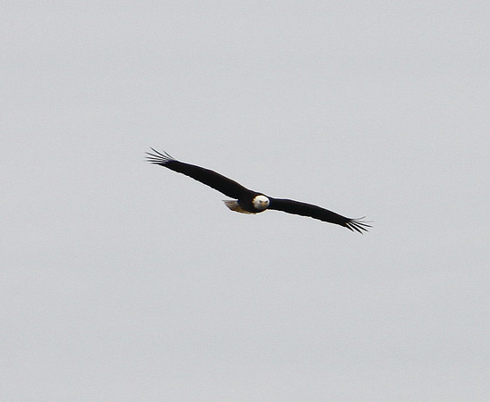 Bald Eagle in Flight