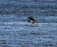 Young Bald Eagle grabs a quick lunch !