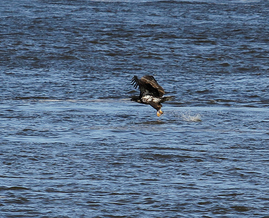 Young Bald Eagle grabs a quick lunch !