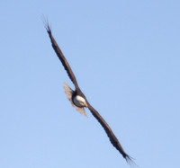 Bald Eagle on Patrol