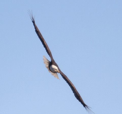 Bald Eagle on Patrol