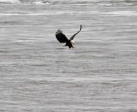 Bald Eagle stopping for a quick lunch !