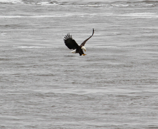 Bald Eagle stopping for a quick lunch !
