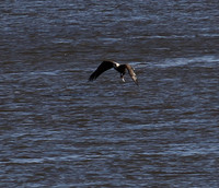 Bald Eagle dragging a fish out of the water !