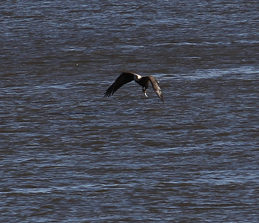 Bald Eagle dragging a fish out of the water !