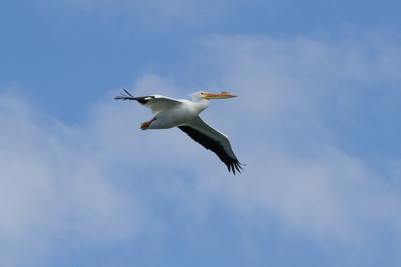 Texas Pelican