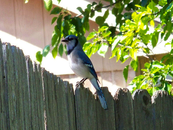 Backyard Bluejay