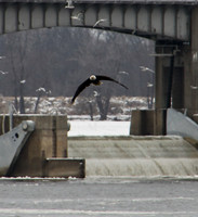 Bald Eagle at Clarksville,MO Lock and Dam # 24