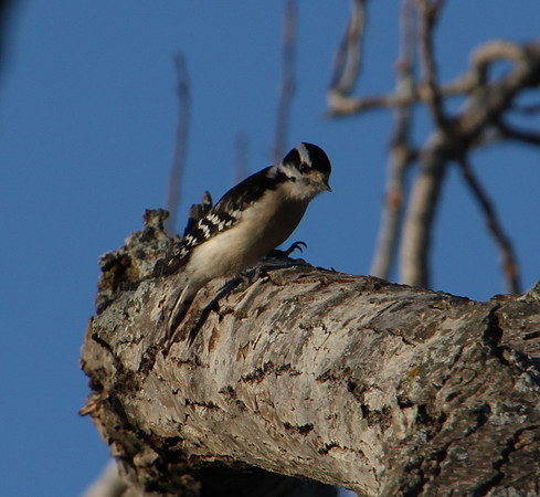 Downy Woodpecker