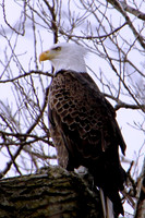 Perched Bald Eagle