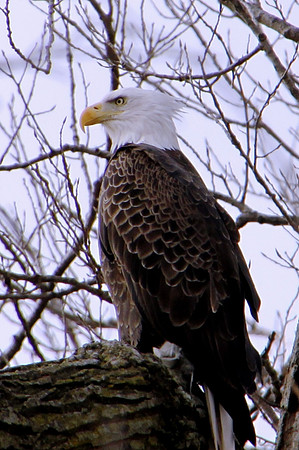 Perched Bald Eagle
