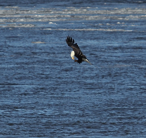 Bald Eagle eating in flight !
