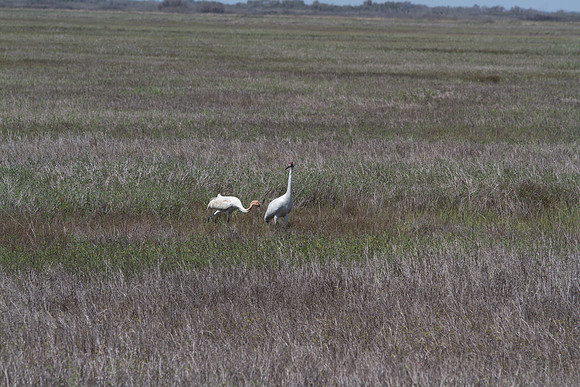 Whooping Cranes